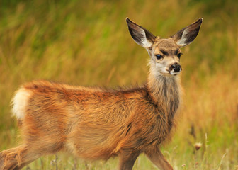 Mule Deer Fawn in Dixie National Forest, Utah
