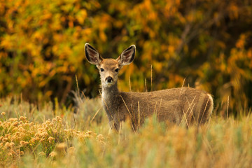Autumn Fawn in Forest