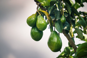 Geen avocado in the tree