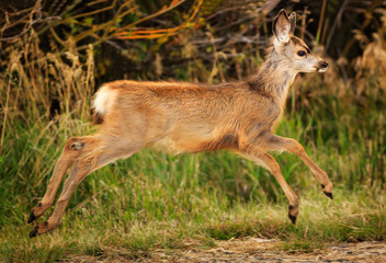 Running Mule Deer Fawn 