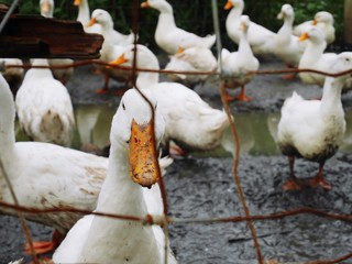 Farm, Meat ducks behind barbed wire fence  in agriculture industry 