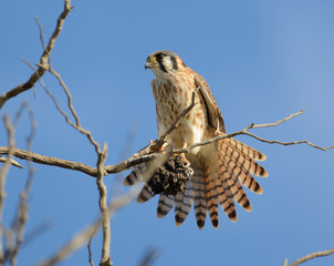 American Kestrel with Tail Fanned-Out