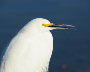 Snowy Egret Close-Up