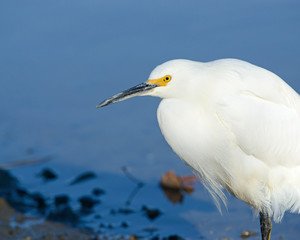 Snowy Egret Looking At Camera