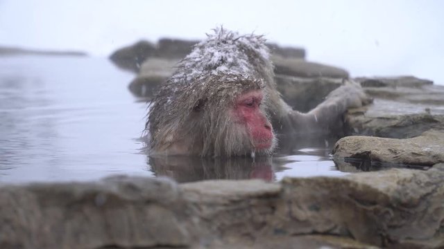 温泉に入浴して疲れをとる日本ザル(snow monkey)