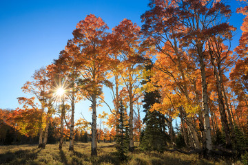 Dixie National Forest Autumn Sunshine