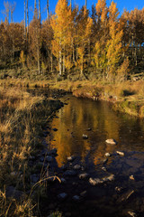 Mammoth Creek Autumn Reflections