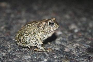 Arroyo Toad (Anaxyrus californicus)