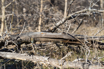 Fallen tree in the forest on a sunny December day.