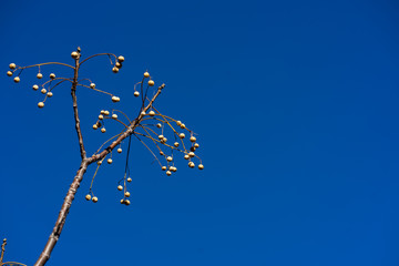 Dry branch with berries in the forest on a sunny December day
