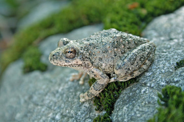 California Chorus frog/California Tree Frog