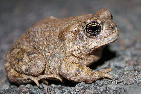 Arroyo Toad