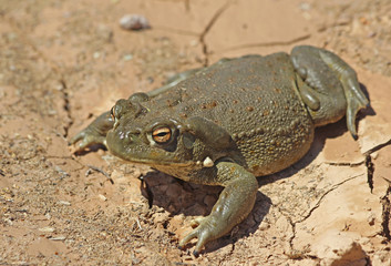 Sonoran Desert Toad