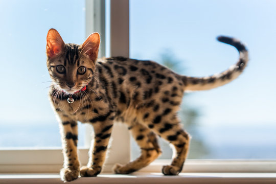 Bengal Cat About To Jump