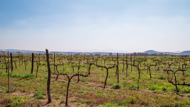 landscape of vineyard , Queretaro , M&eacute;xico
