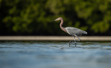 Reddish Egret in Florida 