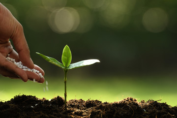 Hand giving chemical fertilizer to young plant on nature background