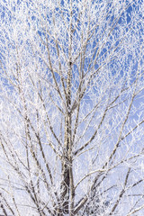 Frosted trees in the cold winter air