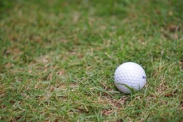 golf ball on green grass