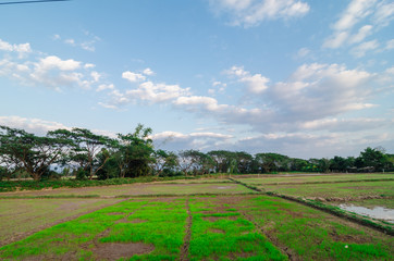 Rice plantation field prepare soil for agricultural industry