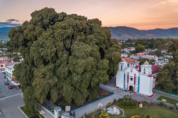 Amazing sunset at El Tule, the biggest tree of the world located in Oaxaca, Mexico