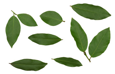 Leaves of laurel isolated on white background
