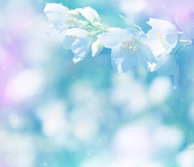 Fototapeta na wymiar Spring natural background with bright blooming jasmine. Gentle spring background