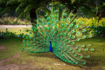 Peacock with open feathers