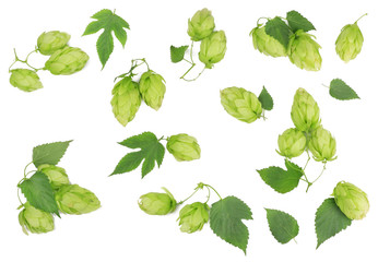 Hops isolated on white, top view