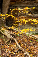 Small tree with yellow fall foliage in northern Ohio.