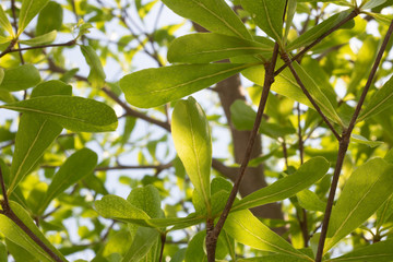 green leaf and branch on the tree