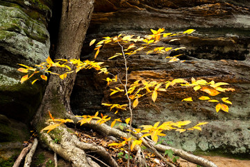 Small tree with yellow fall foliage in northern Ohio.