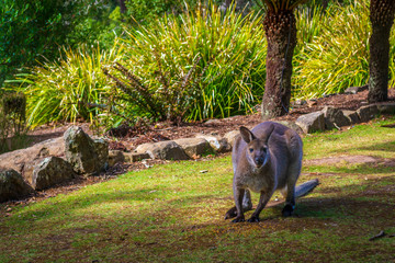 Wallaby