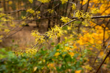 Late flowering witch hazel tree in northern Ohio woods.