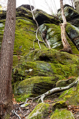 Fototapeta premium Roots of a tree climbing down Ritchie Ledges in Ohio.