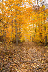 Bright fall foliage in Cuyahoga Valley National Park in Ohio.