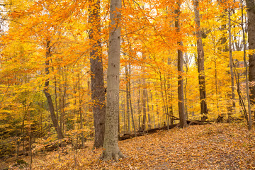 Bright fall foliage in Cuyahoga Valley National Park in Ohio.