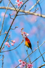 A colorful tiny Mrs.Gould's sunbird feed on a blooming Wild Himalayan Cherry flower