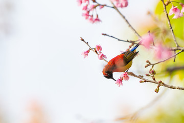A colorful tiny Mrs.Gould's sunbird feed on a blooming Wild Himalayan Cherry flower