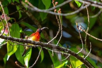 A colorful tiny Mrs.Gould's sunbird perch on Wild Himalayan Cherry branch and sticking out long tongue
