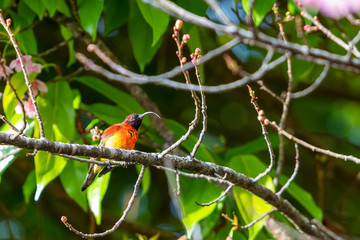 A colorful tiny Mrs.Gould's sunbird perch on Wild Himalayan Cherry branch and sticking out long tongue