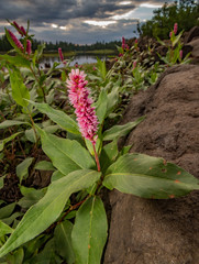 Pink Flowers Blooming Under the Sky
