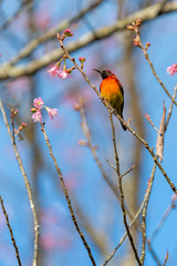 A colorful tiny Mrs.Gould's sunbird perch on Wild Himalayan Cherry branch with the blue sky in background