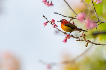 A colorful tiny Mrs.Gould's sunbird perch on Wild Himalayan Cherry branch