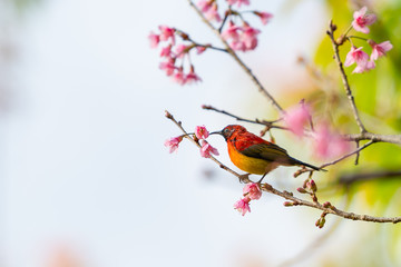 A colorful tiny Mrs.Gould's sunbird perch on Wild Himalayan Cherry branch