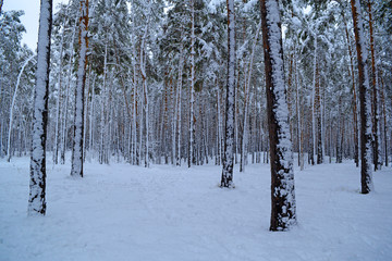 Winter cold pine forest.Nature, landscape.