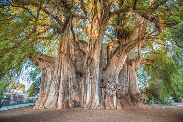 El Tule, the biggest tree of the world located in Oaxaca, Mexico