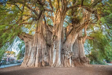 Poster El Tule, the biggest tree of the world located in Oaxaca, Mexico © JoseLuis