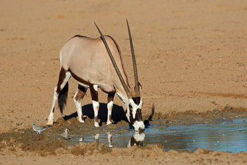 A gemsbok antelope (Oryx gazella) drinking water, Kalahari desert, South Africa.