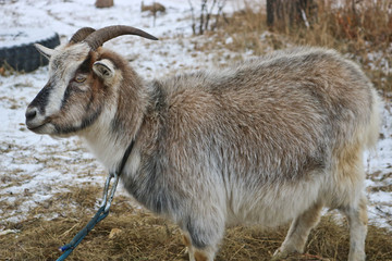 Pedigree motley goat on the late autumn pasture. Pet graze on the street